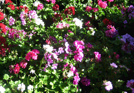 Geraniums